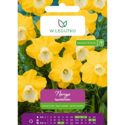 Narcis - Spellbinder - trubka - žlutá s bílou trubkou - 4 ks. - Cibule a oddenky - W. Legutko