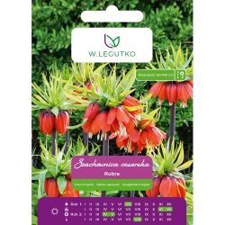 Imperial šachovnice - Rubra - červená - 1 ks. - Cibule a oddenky - W. Legutko Imperial šachovnice - Rubra - červená - 1 ks. - Cibule a oddenky - W. Legutko