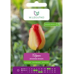 Tulipán - American Dream - hybridy Darwin - žlutý s červeným okrajem. - 5 ks. - Cibule a oddenky - W. Legutko