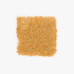 Hořčice bílá 500g - semena pro meziplodinu - Semena pro krycí plodiny - W. Legutko Hořčice bílá 500g - semena pro meziplodinu - Semena pro krycí plodiny - W. Legutko