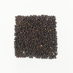 Hanka vikev 500g - semena pro meziplodiny - Semena pro krycí plodiny - W. Legutko Hanka vikev 500g - semena pro meziplodiny - Semena pro krycí plodiny - W. Legutko