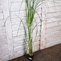 Bílá pampová tráva - sazenice 1 ks. - Sazenice - W. Legutko Bílá pampová tráva - sazenice 1 ks. - Sazenice - W. Legutko