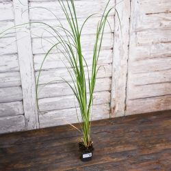 Růžová pampová tráva - sazenice 1 ks. - Sazenice - W. Legutko Růžová pampová tráva - sazenice 1 ks. - Sazenice - W. Legutko