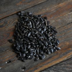 Krmivo pro ptáky - slunečnicová semínka - Podavače - W. Legutko Krmivo pro ptáky - slunečnicová semínka - Podavače - W. Legutko