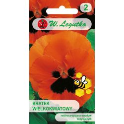 Maceška - švýcarská - Orange mit Auge - Semena - W. Legutko