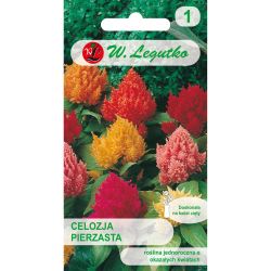 Celosia zpeřená - směs - Semena - W. Legutko