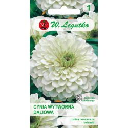 Cínie - elegantní - jiřina - Polar Bear - Semena - W. Legutko