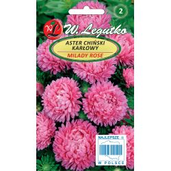 Zakrslá astra čínská - Milady Rose - růžová - Semena - W. Legutko