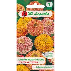 Cínie - rafinovaná - jiřina - Peppermint Stick - Semena - W. Legutko