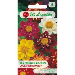 Jiřinka s variabilním límcem - Collarette Dandy - mix - Semena - W. Legutko