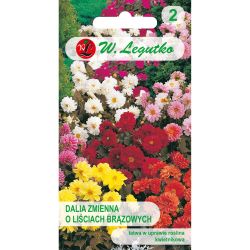 Trpasličí variabilní jiřina - Diablo - mix - Semena - W. Legutko