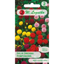 Pompom variabilní jiřina - směs - Semena - W. Legutko