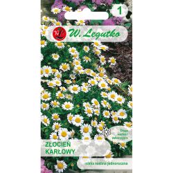 Pyrethrum – trpaslík – bílý - Semena - W. Legutko