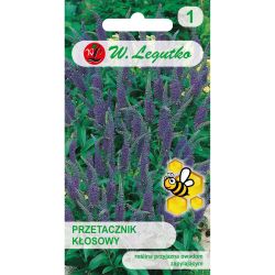 Rozrazil ušní - modrý - Semena - W. Legutko