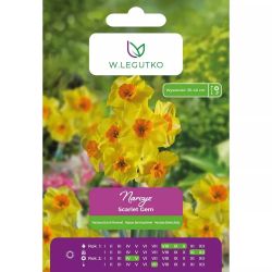 Narcis - Scarlet Gem - vícekvětý - žlutý - 4 ks. - Cibule a oddenky - W. Legutko