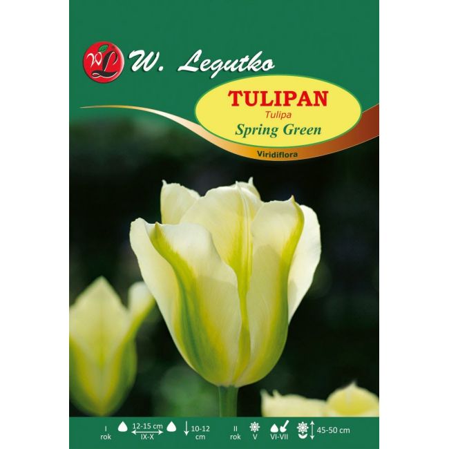Tulipán - jarní zelená - Cibule a oddenky - W. Legutko Tulipán - jarní zelená - Cibule a oddenky - W. Legutko