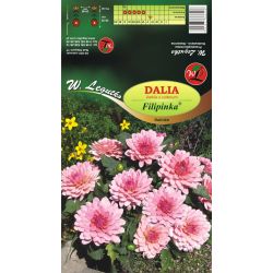 Zahradní jiřinka - Filipinka - Dalinka - růžová - 1 ks. - Cibule a oddenky - W. Legutko