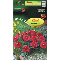 Zahradní jiřina - Karminka - Dalinka - červená - 1 ks. - Cibule a oddenky - W. Legutko