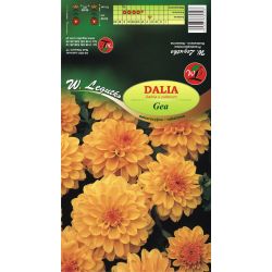 Zahradní jiřina - Gea - ozdobná bordura - medově žlutá - Cibule a oddenky - W. Legutko