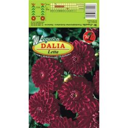 Zahradní jiřina - Letta - dekorativní - bordura - třešeň-fialová - 1 ks. - Cibule a oddenky - W. Legutko