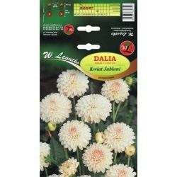 Zahradní jiřina - Apple Blossom - hraniční kaktus - světle růžová - Cibule a oddenky - W. Legutko Zahradní jiřina - Apple Blossom - hraniční kaktus - světle růžová - Cibule a oddenky - W. Legutko