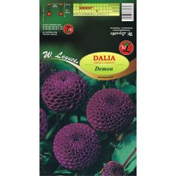 Zahradní jiřina - Démon - bambulka - fialová - 1 ks. - Cibule a oddenky - W. Legutko