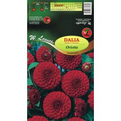 Zahradní jiřina - Orietta - bambulka - šarlatová - 1 ks. - Cibule a oddenky - W. Legutko