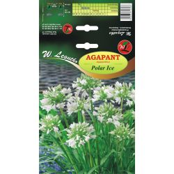 Agapanthus - Polar Ice - bílý - 1 ks. - Cibule a oddenky - W. Legutko Agapanthus - Polar Ice - bílý - 1 ks. - Cibule a oddenky - W. Legutko