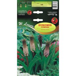 Eukomis comosa - Cibule a oddenky - W. Legutko