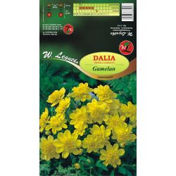 Jiřinka zahradní - Gamelan - žlutá - Cibule a oddenky - W. Legutko Jiřinka zahradní - Gamelan - žlutá - Cibule a oddenky - W. Legutko