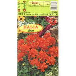 Zahradní jiřina - Brio - sasanka - Cibule a oddenky - W. Legutko Zahradní jiřina - Brio - sasanka - Cibule a oddenky - W. Legutko