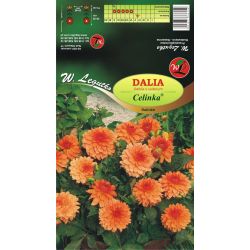 Zahradní jiřina - Celinka - Dalinka - oranžová - 1 ks. - Cibule a oddenky - W. Legutko