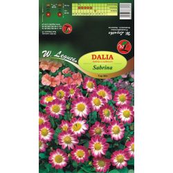 Zahradní jiřina - Sabrina - Top Mix - bílá - Cibule a oddenky - W. Legutko