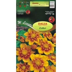 Zahradní jiřina - Esther - obojková - zlatá-ořech - 1 ks. - Cibule a oddenky - W. Legutko