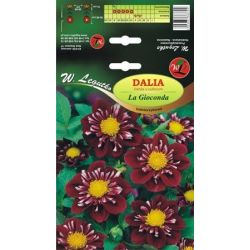 Zahradní jiřina - La Gioconda - límcová - třešeň - Cibule a oddenky - W. Legutko