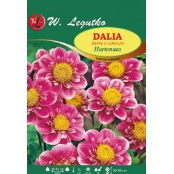 Zahradní jiřina - Hartenaas - obojková - růžová - 1 ks. - Cibule a oddenky - W. Legutko