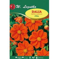 Zahradní jiřina - Elka - jednoduchý okraj - oranžová - Cibule a oddenky - W. Legutko