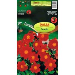 Zahradní jiřina - Samba - single - border - červená - 1 ks. - Cibule a oddenky - W. Legutko