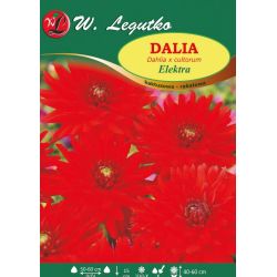 Zahradní jiřina - Elektra - kaktus - obruba - rumělka - 1 ks. - Cibule a oddenky - W. Legutko