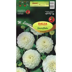 Zahradní jiřina - Vločka - bambulka - bílá - 1 ks. - Cibule a oddenky - W. Legutko