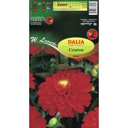 Zahradní jiřina - Caesarea - kulovitá - červená - Cibule a oddenky - W. Legutko Zahradní jiřina - Caesarea - kulovitá - červená - Cibule a oddenky - W. Legutko