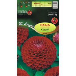 Zahradní jiřina - Cornel - kulovitá - šarlatová - 1 ks. - Cibule a oddenky - W. Legutko