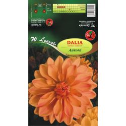 Zahradní jiřina - Aurora - dekorativní - vysoká - oranžová - 1 ks. - Cibule a oddenky - W. Legutko Zahradní jiřina - Aurora - dekorativní - vysoká - oranžová - 1 ks. - Cibule a oddenky - W. Legutko