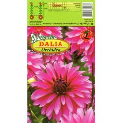 Zahradní jiřina - Orchidej - dekorativní - vysoká - růžová - 1 ks. - Cibule a oddenky - W. Legutko