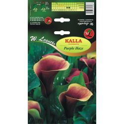Kalla - Purple Haze - čokoláda - 1 ks. - Cibule a oddenky - W. Legutko Kalla - Purple Haze - čokoláda - 1 ks. - Cibule a oddenky - W. Legutko