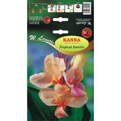 Kanna - zelený list - Tropický východ slunce - Cibule a oddenky - W. Legutko Kanna - zelený list - Tropický východ slunce - Cibule a oddenky - W. Legutko