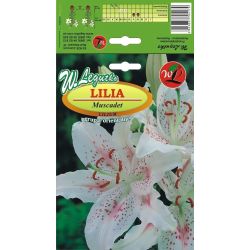 Lilie - Muscadet - orientální - bílá - 1 ks. - Cibule a oddenky - W. Legutko Lilie - Muscadet - orientální - bílá - 1 ks. - Cibule a oddenky - W. Legutko