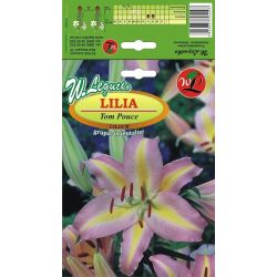 Lily - Tom Pouce - orientální - žluto-růžová - 1 ks. - Cibule a oddenky - W. Legutko