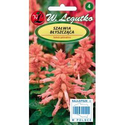 Šalvěj - lesklá - lososová - Semena - W. Legutko