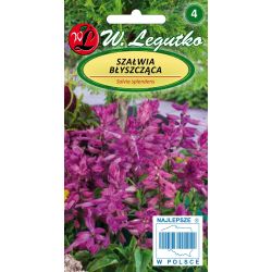 Šalvěj lesklá - fialová - Semena - W. Legutko